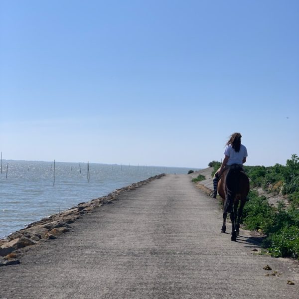 activite-equestre-cheval-promenade