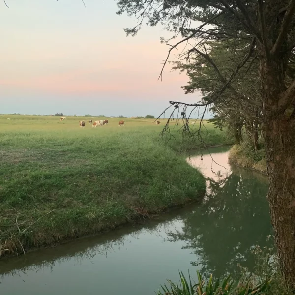 location-maison-bouin-querray-chaigneau-vendee